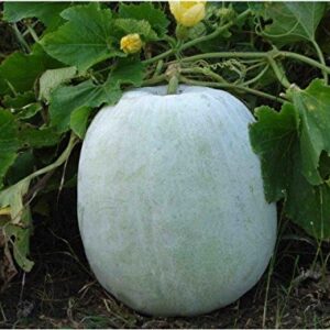 Ashgourd