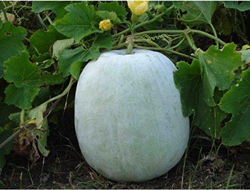 Ashgourd