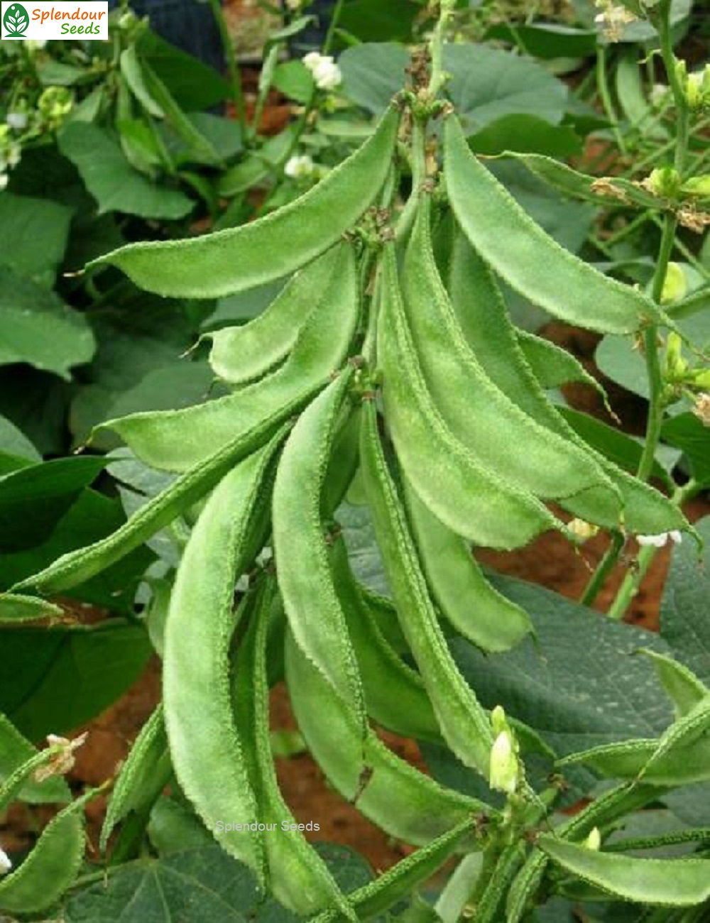 Lablab Bush type - Image 2