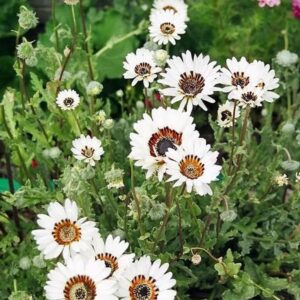 Venidium Fastuosum White