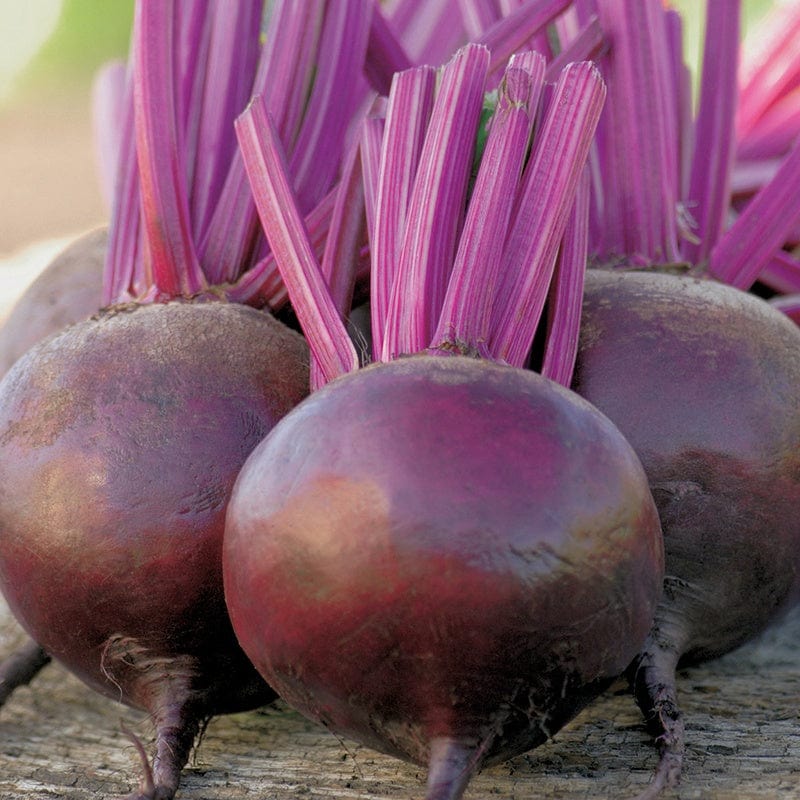 Beetroot - Image 2