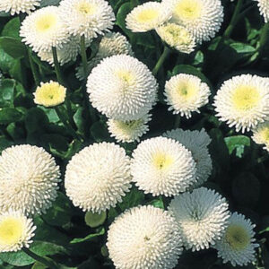 Bellis Perennis double White