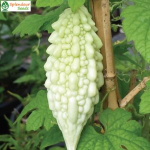 Bitter Gourd White