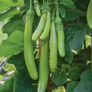 Brinjal Green long