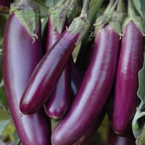 Brinjal purple long