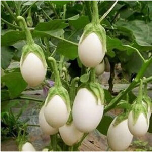 Brinjal White