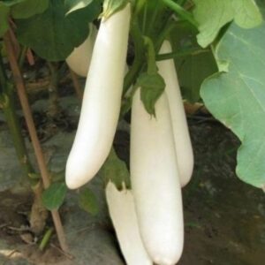 Brinjal white long