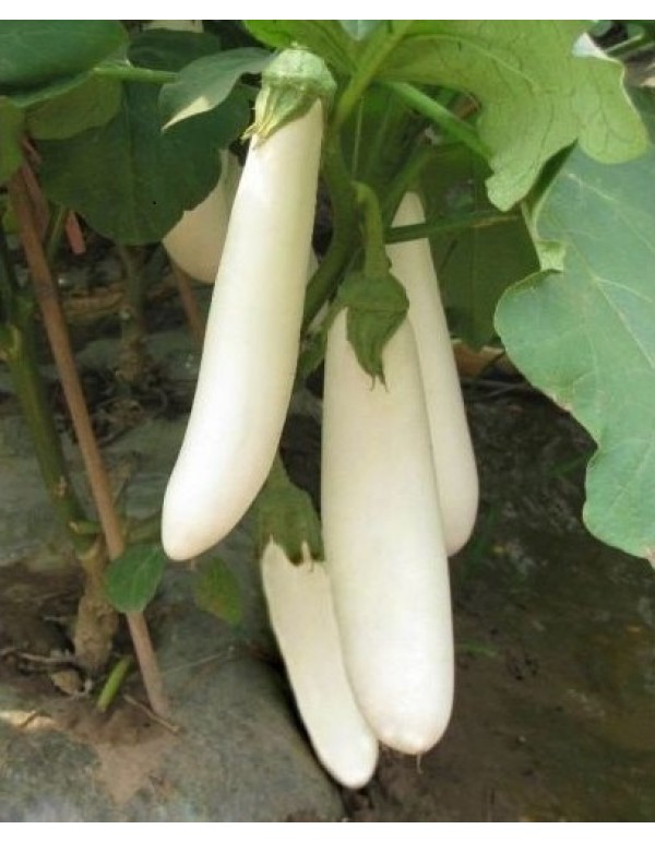 Brinjal white long