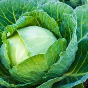 Cabbage
