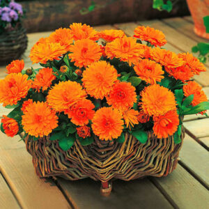 Calendula officinalis Orange