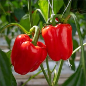 Capsicum Red