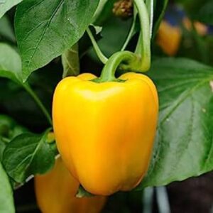 Capsicum Yellow