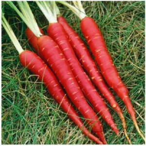Carrot Red