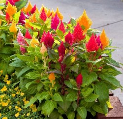 Celosia plumosa
