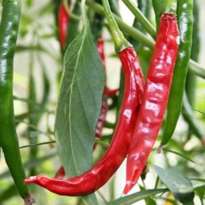 Chilli