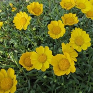 Chrysanthemum  multicaule Yellow