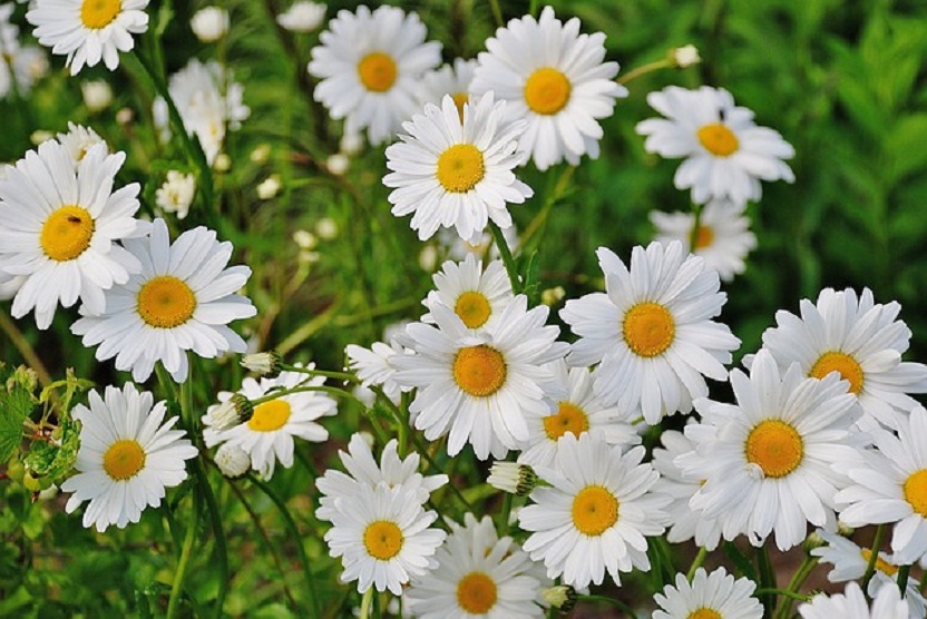 Chrysanthemum Paludosam White - Image 2