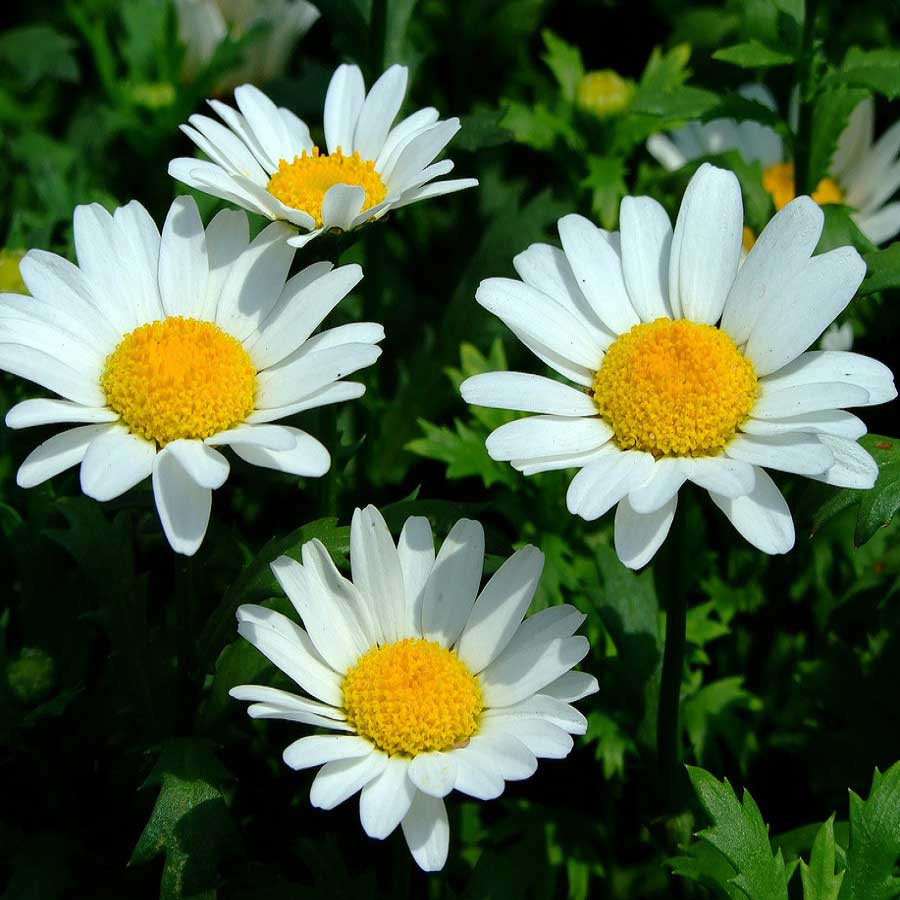 Chrysanthemum Paludosam White
