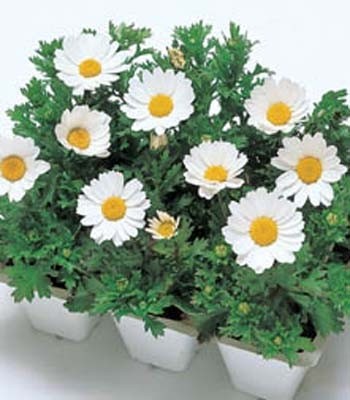 Chrysanthemum Paludosam White - Image 3