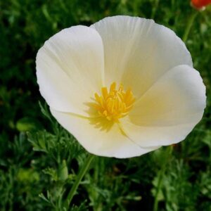 California Poppy White