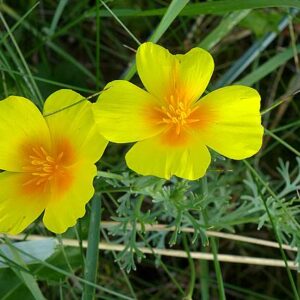 California Poppy Yellow