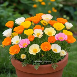 California Poppy Mix