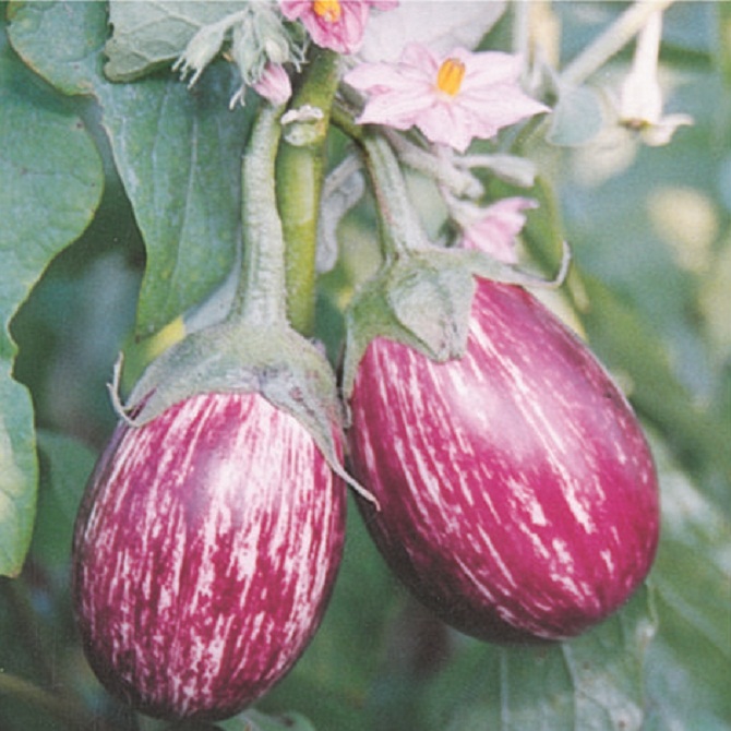 Brinjal CVK