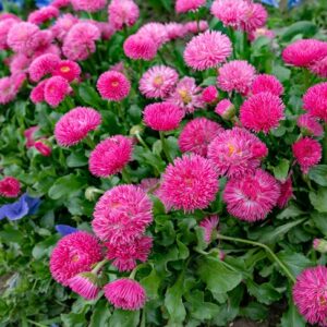 Bellis Perennis Rose/Pink
