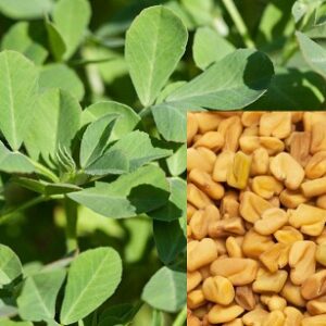 Fenugreek