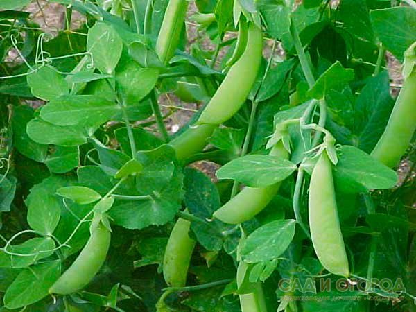 Green Peas - Image 3