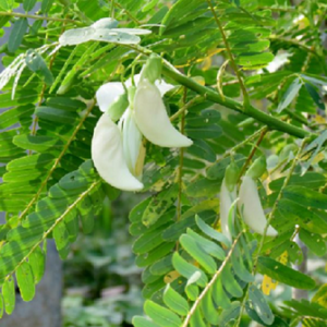 Hummingbird tree seeds for planting and growing in home gardens