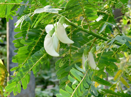 Hummingbird tree seeds for planting and growing in home gardens