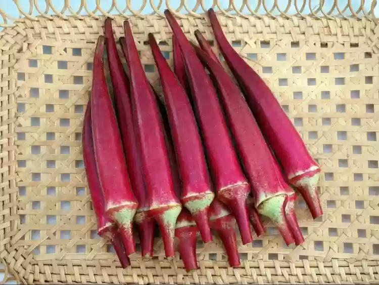 Ladies Finger Red - Image 2