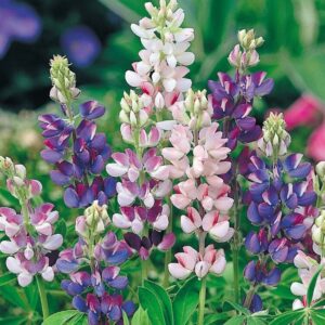 Lupin Pixie Delight Dwarf