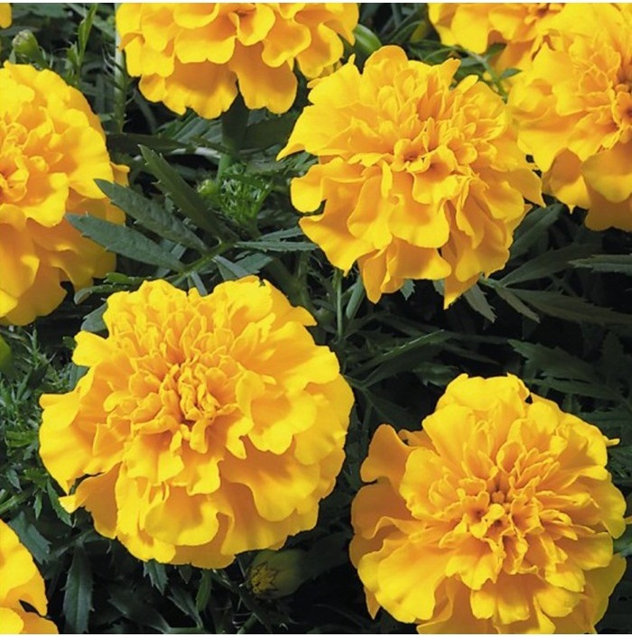 Marigold French Yellow