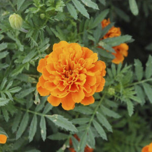 Marigold French Orange