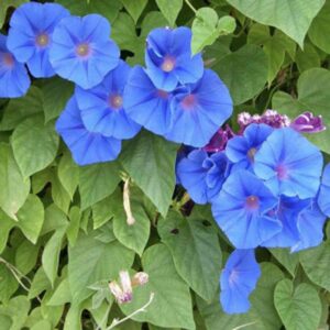 Morning-glory-blue