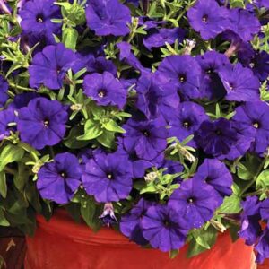 Petunia Blue