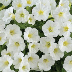 Petunia White