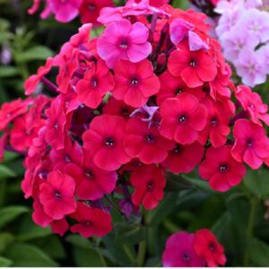 Phlox Red