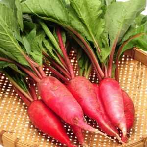 Radish China Rose