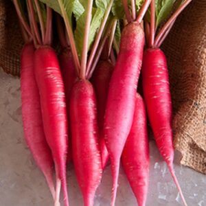 Radish Pink