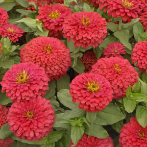 Zinnia Scarlet