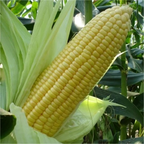 Sweet corn - Image 2