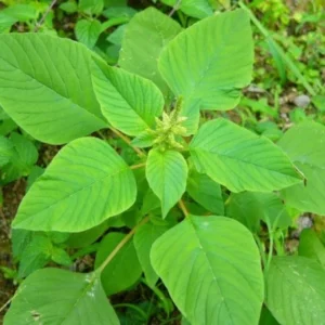 Amaranthus Tender-Thandu Keerai Tamil
