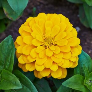 Zinnia Yellow