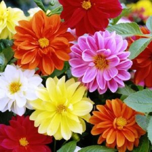 Dahlia Variabillis Top Star flowers with vibrant star-shaped blooms