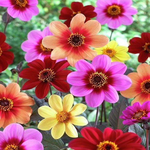 Dhalia Variabillis Top Star - Image 2