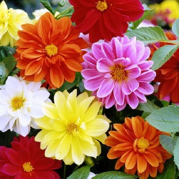 Dhalia Variabillis Top Star