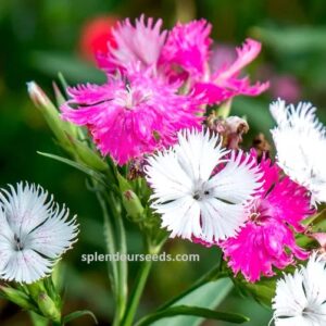 Dianthus